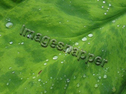 Leaf