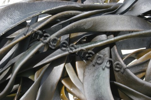 Seaweed