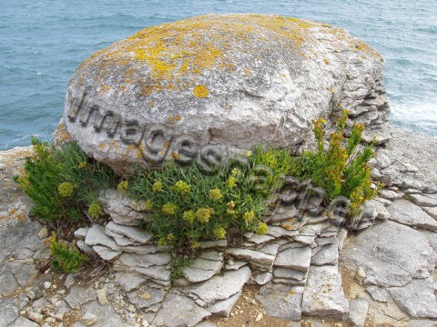 Dorset Coast