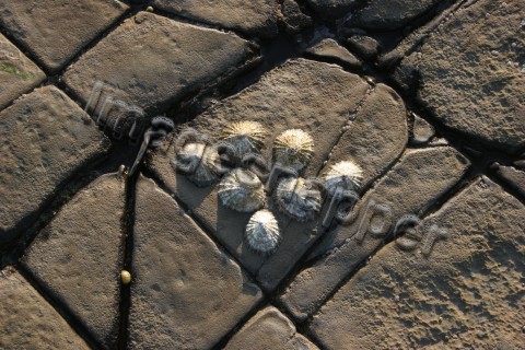 Kimmeridge