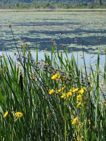 Lakeside view
