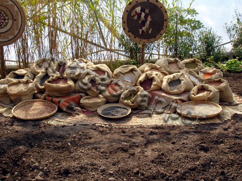 Eden Project