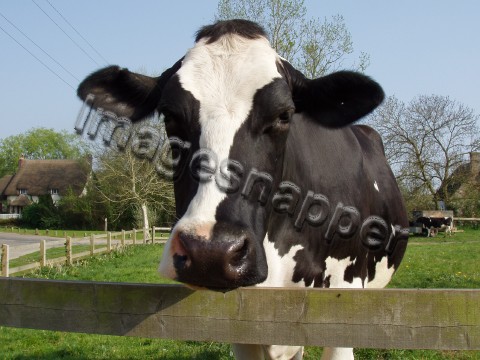 Cow