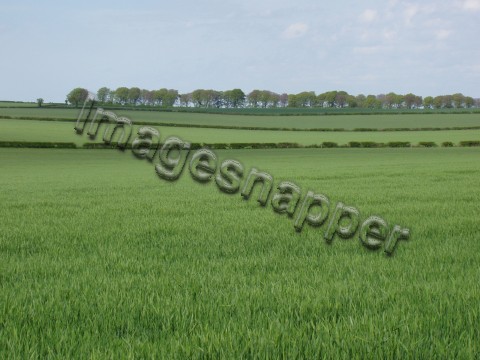 View from Shapwick