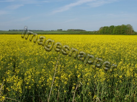 Rape Seed field
