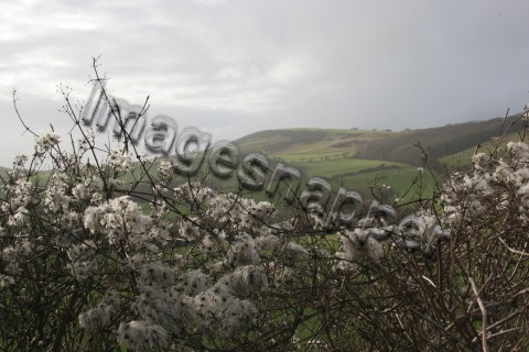 Purbeck Hills