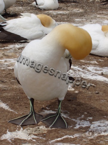 Gannet Preening