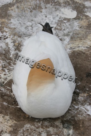 Gannet Sleeping