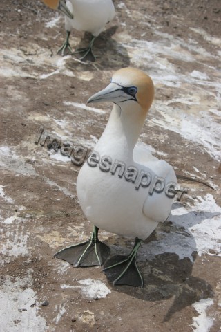 Gannet