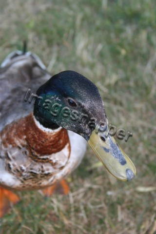 Mallard