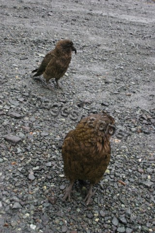 Kea