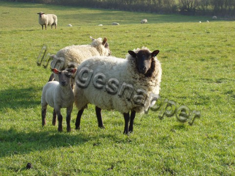 Sheep