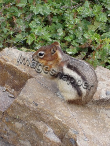 Golden Mantle Ground Squirrel