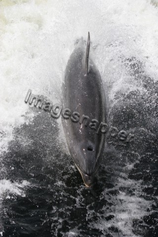 Bottlenose Dolphin