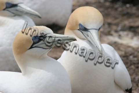 Gannets