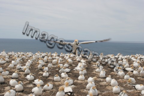 Gannet Landing