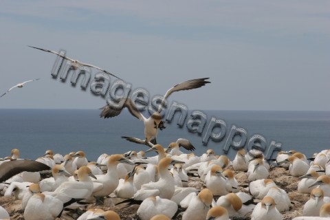 Gannet Landing