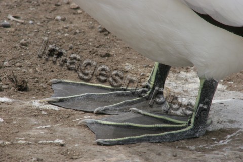 Gannet Feet