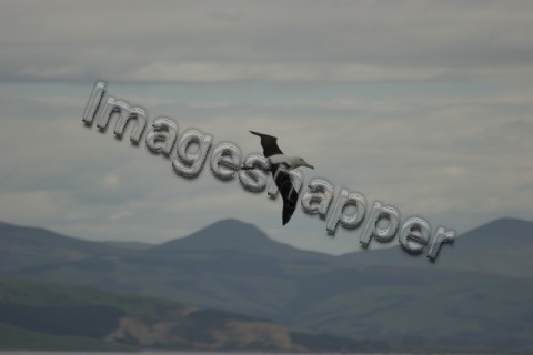 Albatross