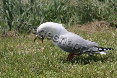 Red Billed Gull