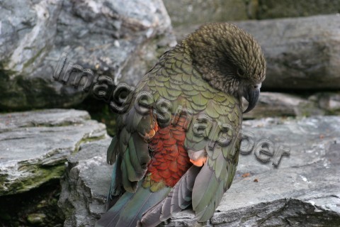 Kea