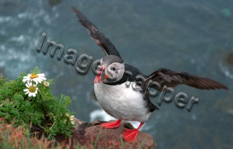 Puffin