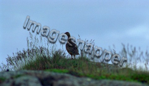 Ptarmigan