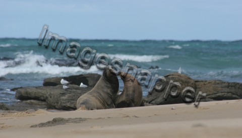 Fur Seals