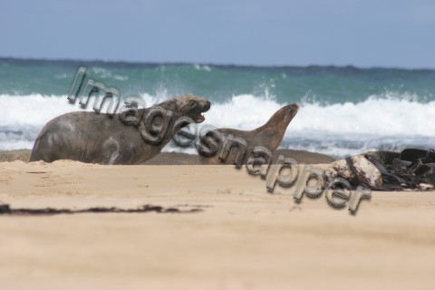 Fur Seals