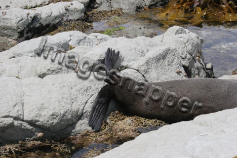 Sealion