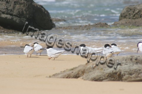 Terns