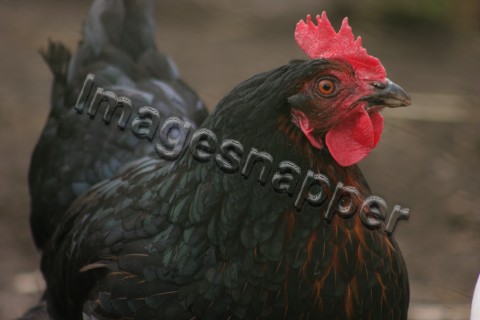 Heb