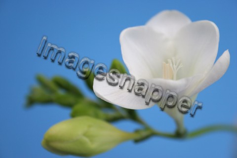 Freesia