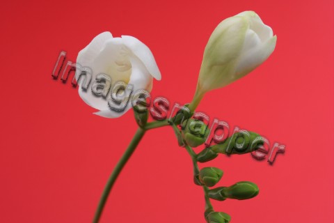 Freesia