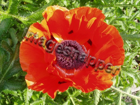 Oriental Poppy