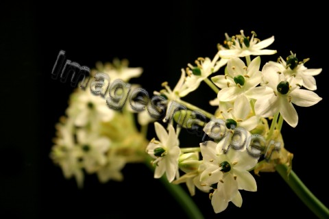 Star Of Bethlehem
