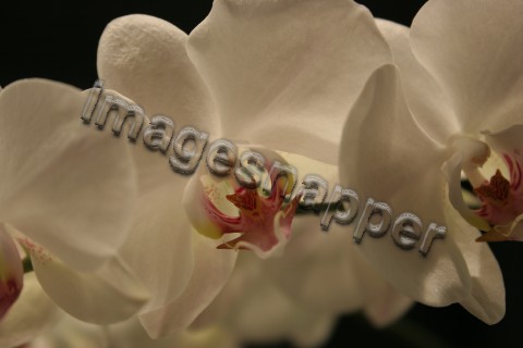 Phalaenopsis Orchid