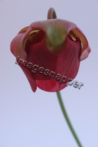 Pitcher Plant Flower