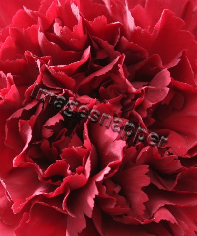 Carnation