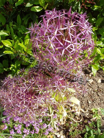 Alium