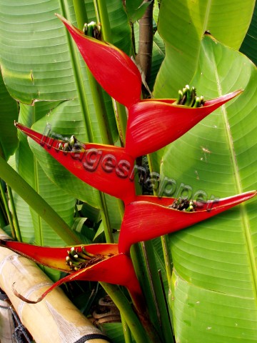 Lobster Claw