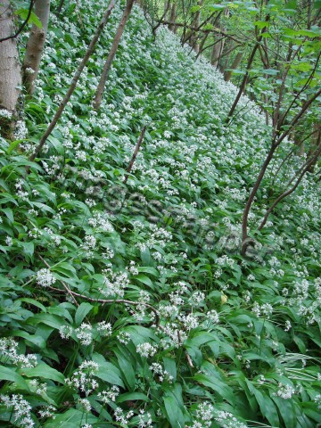 Ramson