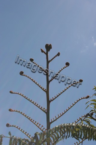 New Zealand Fern