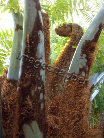 Tree Fern