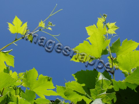 Vine