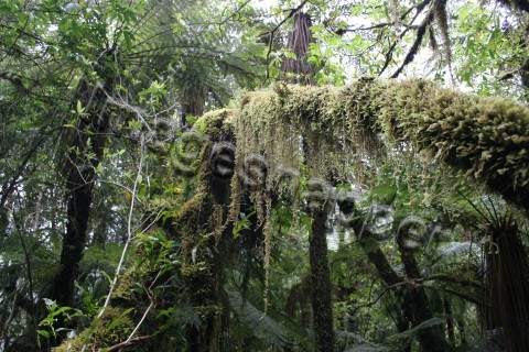 Sphagnum Moss