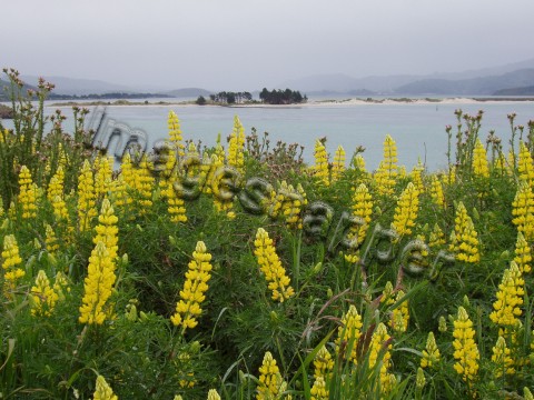 Lupins