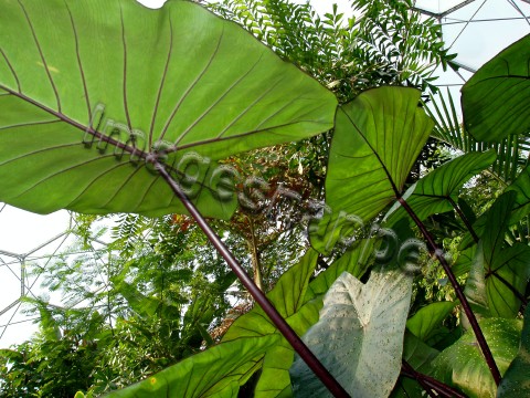 Eden Project Rainforest
