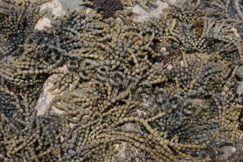 Seaweed