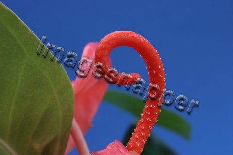 Anthurium
